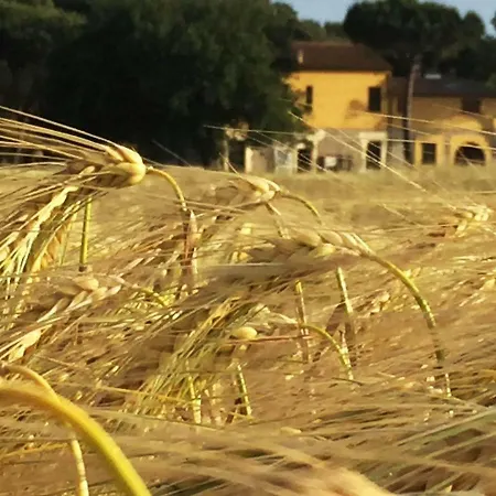 Podere La Grande Quercia Rosignano Marittimo